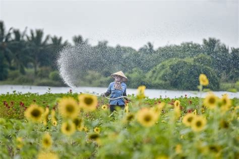 Ngắm Cánh đồng Hoa Hướng Dương Rực Rỡ Khoe Sắc Tại Ecopark Báo Công