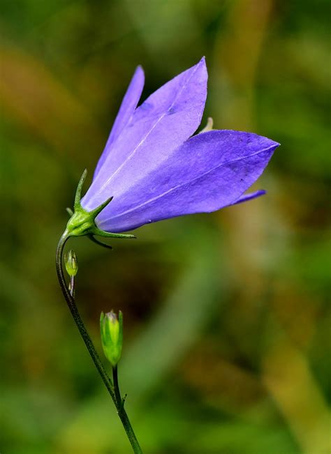 Harebell Campanula Rotundifolia Harebell A Wonderful Blue Flickr