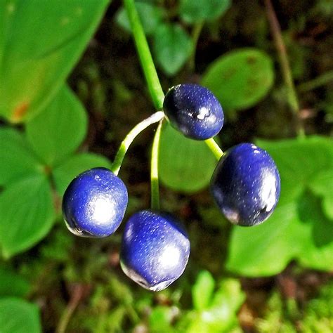 Berries From Green Corn Lily Plant On Trout River Trail In Gros Morne