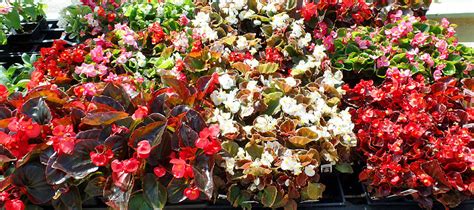 Beautiful Begonias Warrens Southern Gardens Kingwood Tx
