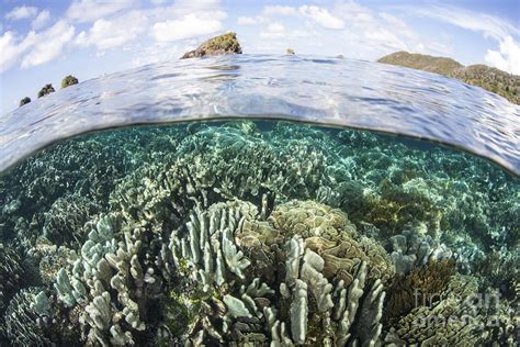 A Beautiful Coral Reef In Raja Ampat Photograph By Ethan Daniels