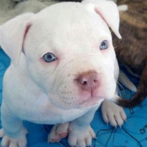 White Pitbull Puppy With Blue Eyes Adorably Irresistible Pinterest
