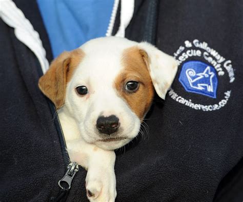 18 Tiny Dog Rescue Centres Dumfries And Galloway Image Hd Uk