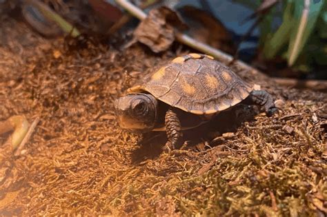 How To Take Care Of A Box Turtle