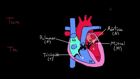Ruido Cardiaco Lub Dub Fisiología Del Sistema Circulatorio Khan