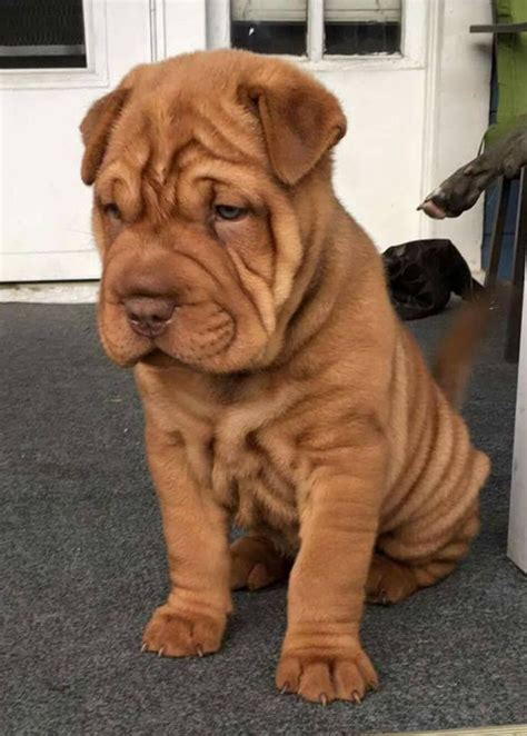 Top 7 Wrinkly Dogs Wrinkly Dog Cute Dogs And Puppies Really Cute