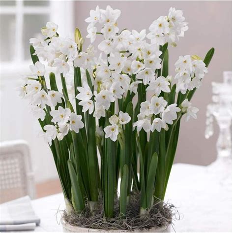 Garthwaite Nurseries® “paperwhite Daffodilnarcissus Bulbs