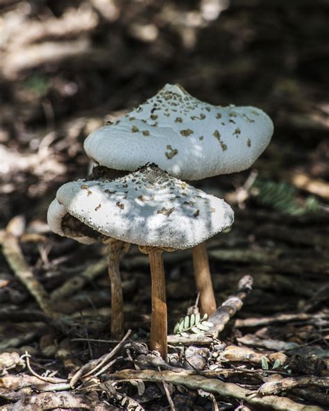 Walking Arizona Fall Mushrooms