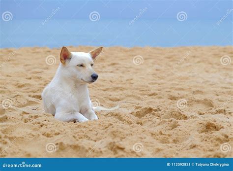 White Cute Relaxed Dog Lying On The Beach And Smiling Stock Image