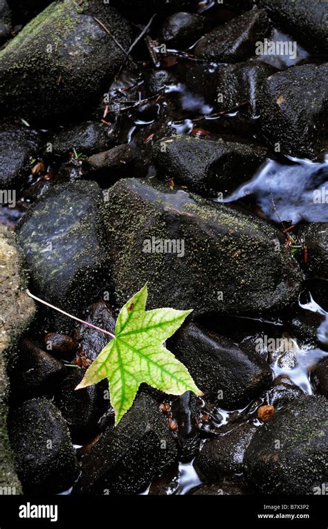 Wet Maple Leaf Hi Res Stock Photography And Images Alamy