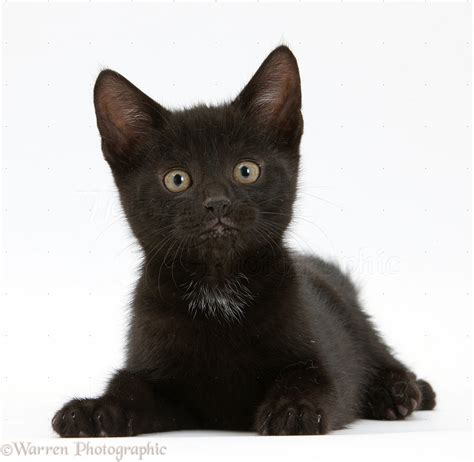 Black Kitten Photo Wp36548
