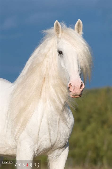 White Friesian Horses Beautiful Horses Shire Horse