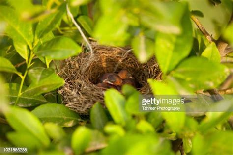 Nightingale Bird Photos And Premium High Res Pictures Getty Images