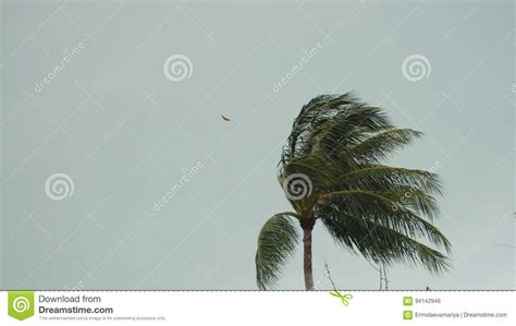 Storm Winds Blowing Palm Trees On Tropical Island Stock Photo Image