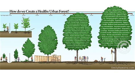 Urban Forest Tree Growth And Care Emily S Damstra