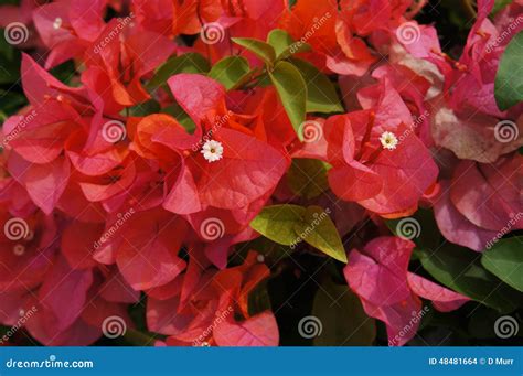 Beautiful Red Hawaiian Island Flowers Stock Photo Image Of Greens