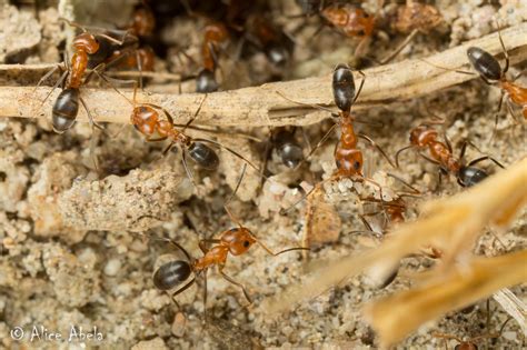 Bi Colored Pyramid Ant Dorymyrmex Bicolor Afton Canyon Flickr