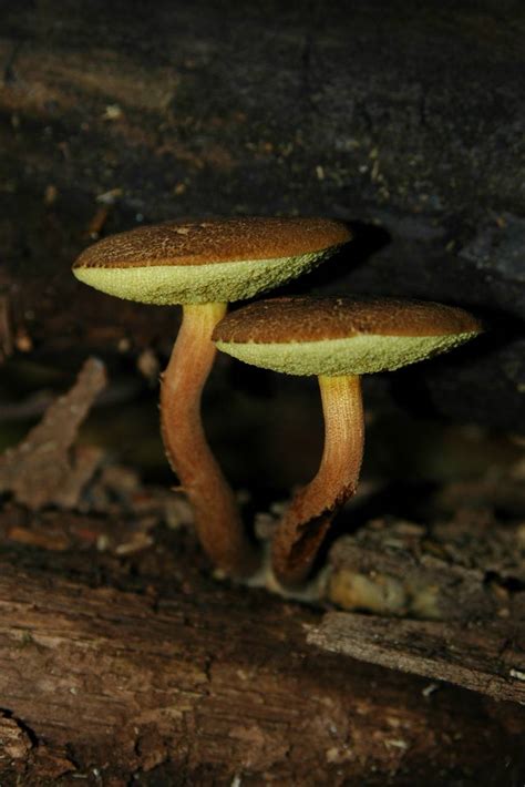 Mushroom Observer Species List Michigan Species List 159