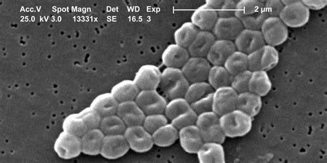 Weaponized Bacteria Could Hold Key To Abolishing Antibiotic Resistant
