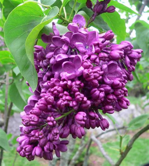 25 Japanese Tree Purple Lilac Seeds Perennial Powerful Lovely Etsy