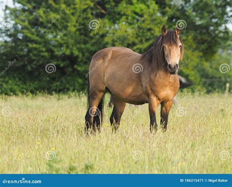 Pretty Pony In Long Grass Stock Image Image Of Freedom 186215471
