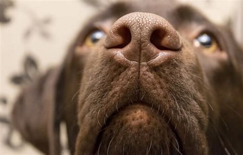 How To Treat A Dogs Dry Nose Petguide