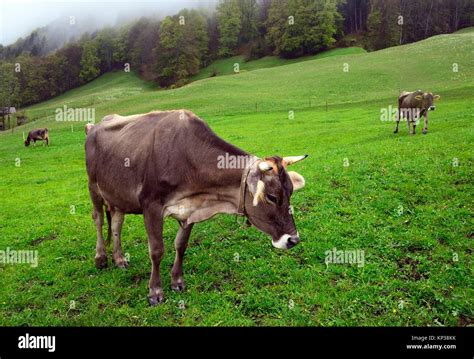 Swiss Cows High Pasture Above Engelberg Urner Alps Switzerland Stock