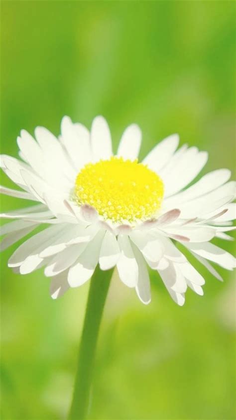 Pure Beautiful White Daisy Bloom Macro Blur Iphone 8 Wallpapers Free