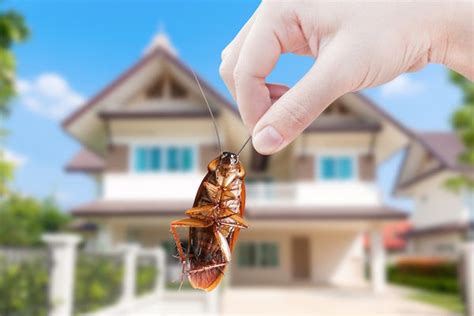 Company Will Pay You 2000 To Put Cockroaches In Your Home