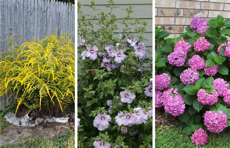 They bloom reliably in the spring, but what about. 15 Low Maintenance Shrubs Anyone Can Grow