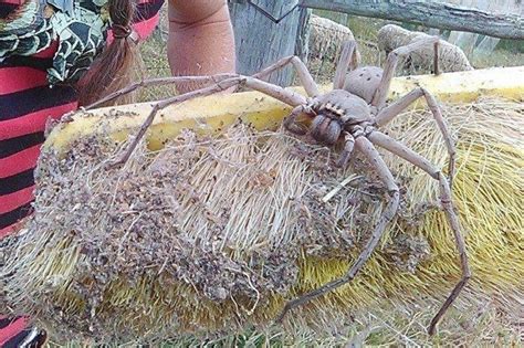 Huntsman Spider Looks Frigging Huge R Mxrmods