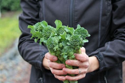 Mavis Garden Blog Harvesting Broccoli After A Frost One Hundred