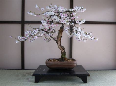 Cherry Bonsai Tree Care Guide Prunux X Yodoensis Bonsai Tree Gardener