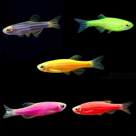 Glofish Danio Rerio Tropical Fish For Freshwater Aquariums