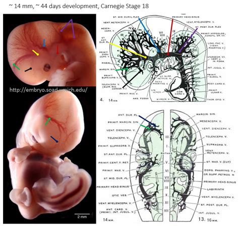 A Functional Perspective On The Embryology And Anatomy Of The Cerebral