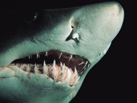 Top 10 Most Dangerous Sharks In The World Hubpages
