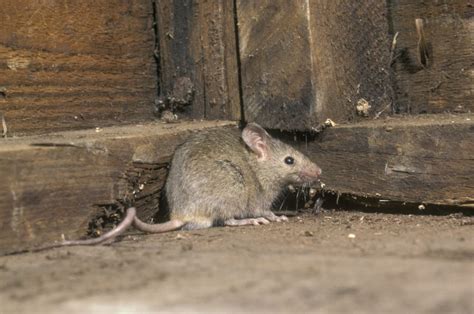 Mouse Control Uk Mice Identification And Facts Advance Pest Control