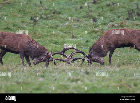 Deer With Locked Antlers Hi Res Stock Photography And Images Alamy