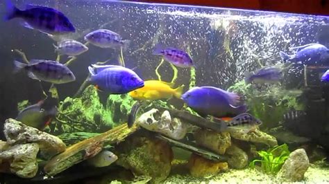 African Cichlids Youtube