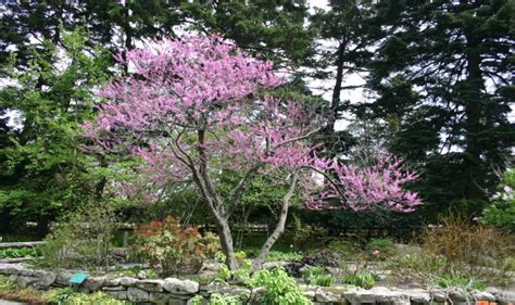 6 Best Native Trees For Richmond