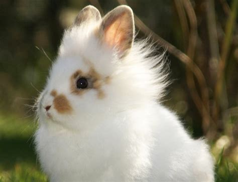 Cute Bunny Lionhead Rabbit Dwarf Rabbit Animals