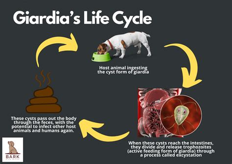 Giardia In Dogs What It Is And How Is It Treated Bark For More