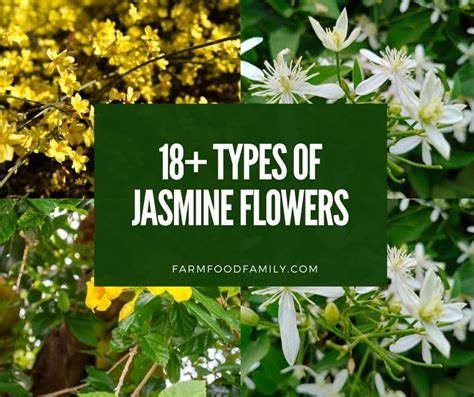 18 Different Types Of Jasmine Flowers A Comprehensive Guide Photos