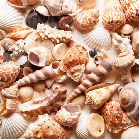 Sea Shells Background Stock Photo By ©shebeko 23478154