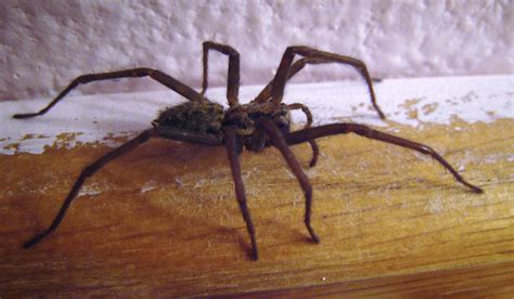 How To Identify Whether Your House Spiders Are Dangerous