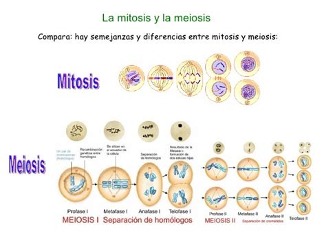 Reproduccion Celular Parte 3 Meiosis