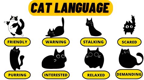 How To Understand Your Cat Better Understanding Cat Language Youtube