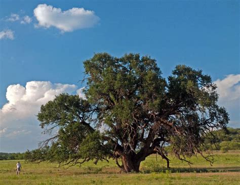 Texas Live Oak Quercus Fusiformis American Forests Live Oak Tree