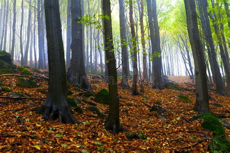 Misty Wood Stock Image Image Of Autumn Enchanting Haze 818093