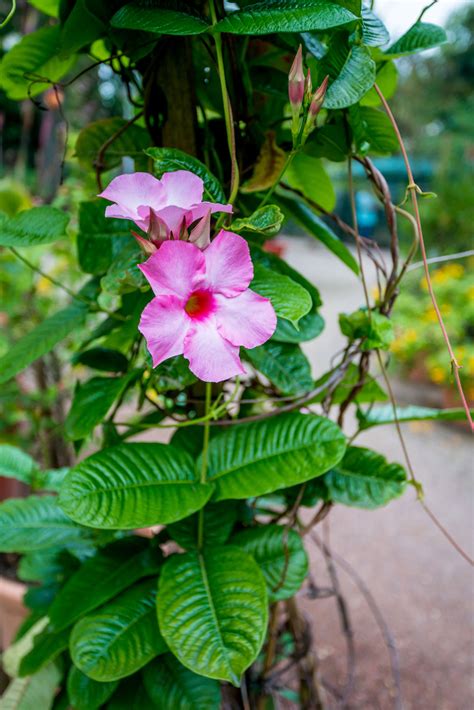 The best time to make a cutting. Mandevilla Propagation: How To Propagate Mandevilla From ...